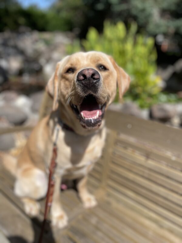 <p>Argo sits on a wooden bench with his mouth open in a relaxed