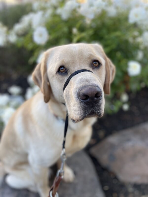 <p>Barrett sits on a rock in front of a bush of white flowers. He is looking intently at the camera waiting for his treat.</p>