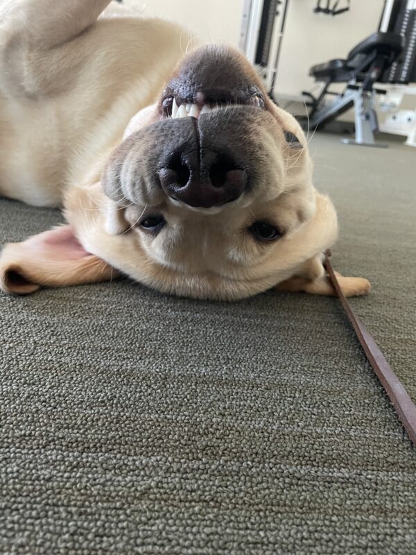<p>Barrett rolls onto his back while playing with his handler in the gym on the GDB campus. His lips have drooped toward the floor, showing his teeth in an upside down