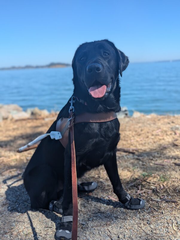 Beck sits in harness and booties on all four paws. He has a big smile on his face with his tongue sticking out. A large body of water can be seen in the background.