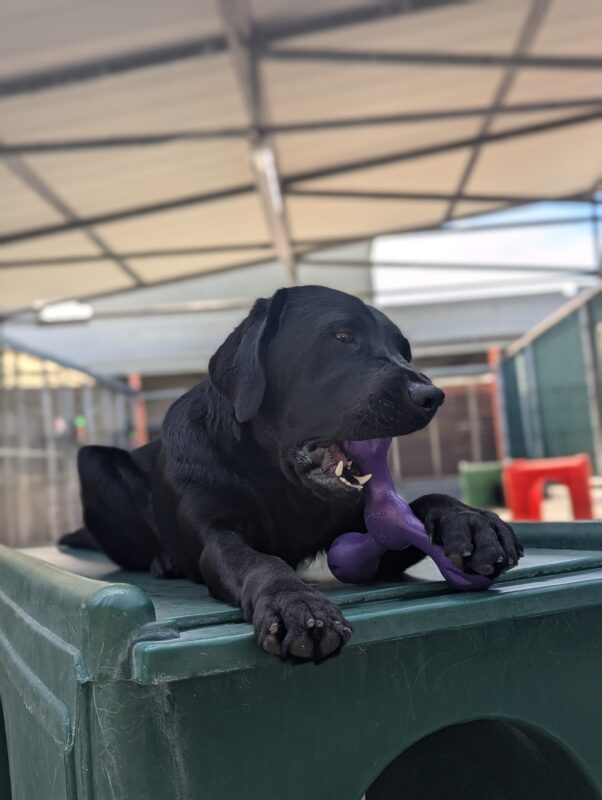 Beck lays atop a green play structure in community run. He intently chews on a purple rubber toy that he is holding with his left paw.
