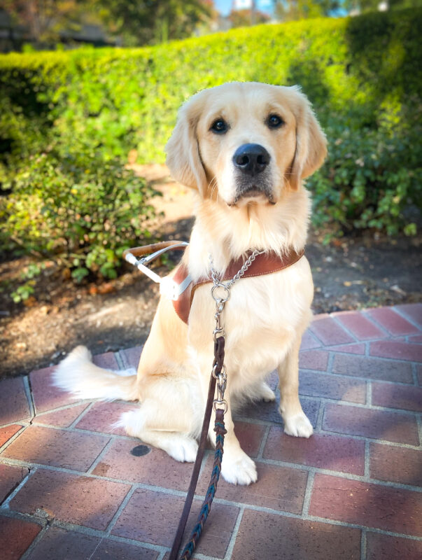 Bonnie sits in harness on a shady brick pathway with green bushes behind her