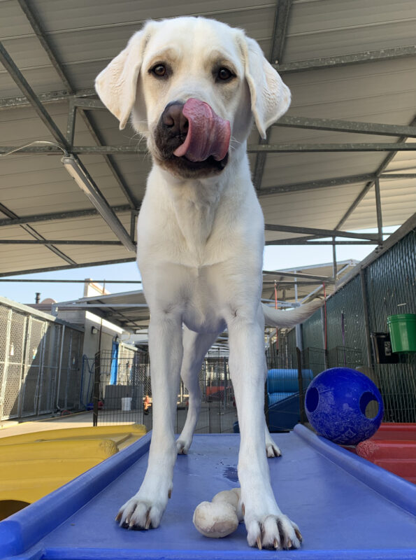Caper stands on a blue platform in one of the community run play yards - the photo is taken from a low angle, looking up at him, as he licks the top of his nose.