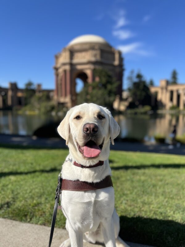 Caper sits in harness on a sunny day.  Blue skies, green grass and The Palace of Fine Arts in San Francisco is in the background.