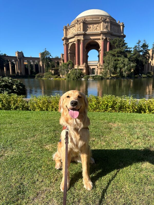 Cezanne is sitting and smiling at the camera in her guide dog harness on a grass patch in front of San Francisco’s Palace of Fine Arts.