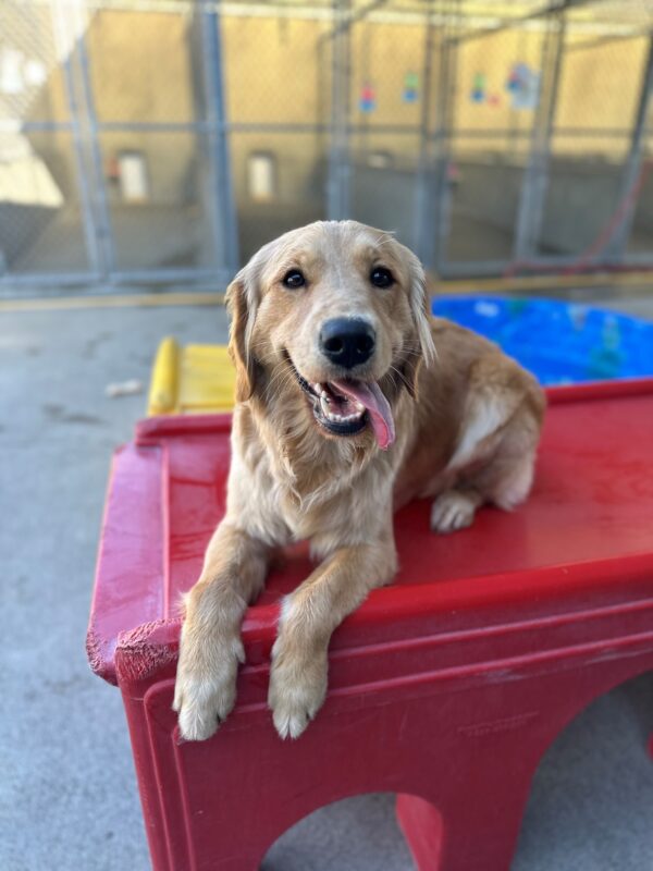 Cezanne is laying down on a red play structure in our Community Run area, looking right at the camera and smiling with her tongue out to the side. Her front paws are draped over the edge of the structure, with a kiddie pool, kennels, and a yellow play structure in the background.