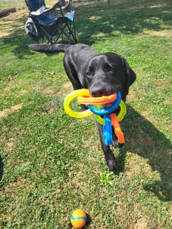 <p>Clapton stands in a grass play yard holding two sets of neon-colored tug-rings in his mouth!</p>