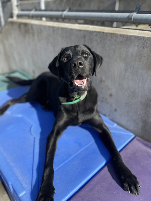 <p>Clapton takes a break from community run, laying on a blue platform and 