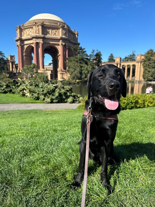 Davey is sitting and smiling in his guide dog harness on a grass patch in front of San Francisco’s Palace of Fine Arts.