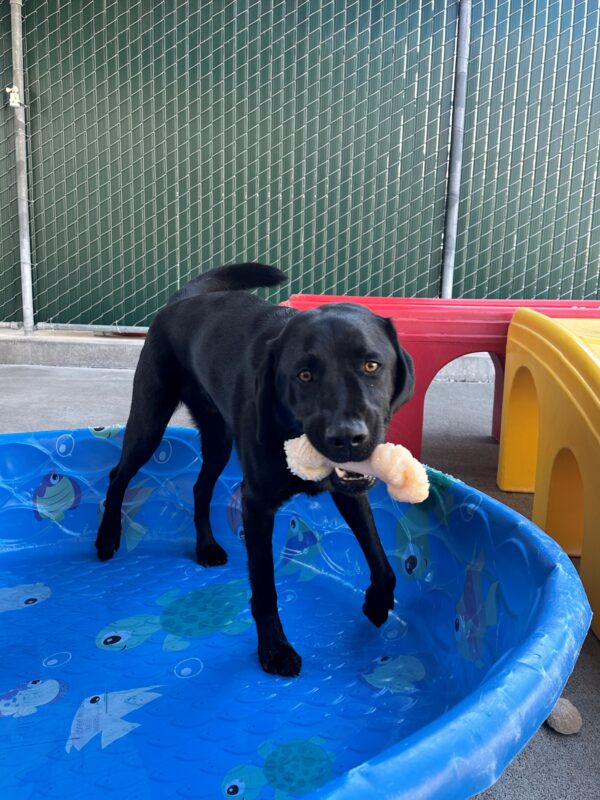 Davey is standing in a blue kiddie pool with a little bit of water in our Community Run area, wagging his tail and holding a bone in his mouth. There are red and yellow play structures behind him.