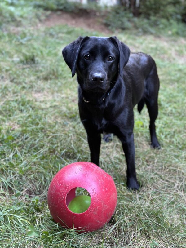 Emmylou, a small female black lab, stands in a grassy area behind a red Jolly Ball toy. She wears a playful expression and while she is stationary at the moment, she looks ready to play at any second.