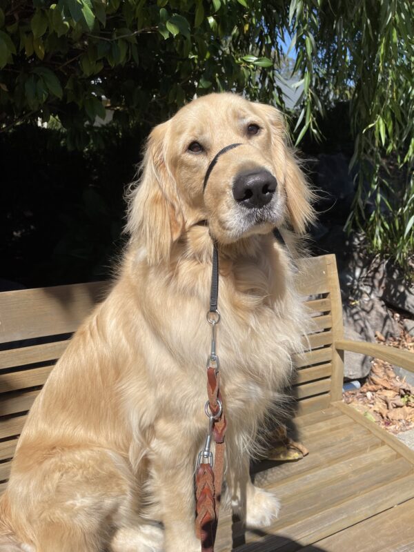 <p>Ford sits in the sunshine on a wooden bench on the GDB campus.</p>