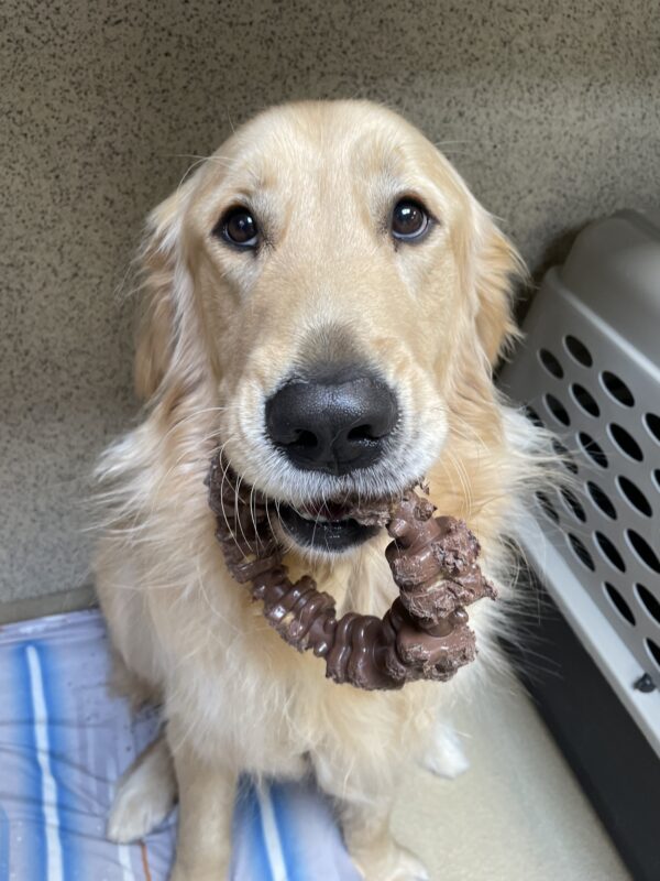<p>Ford shows off a nylabone ring toy while sitting on a blue striped dog bed.</p>