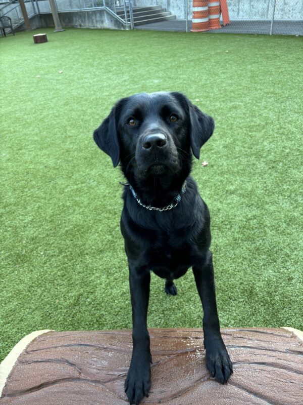 A black Labrador Retriever looks into the camera as she stands her front legs on a faux play log.  Behind her is a grassy plat area.