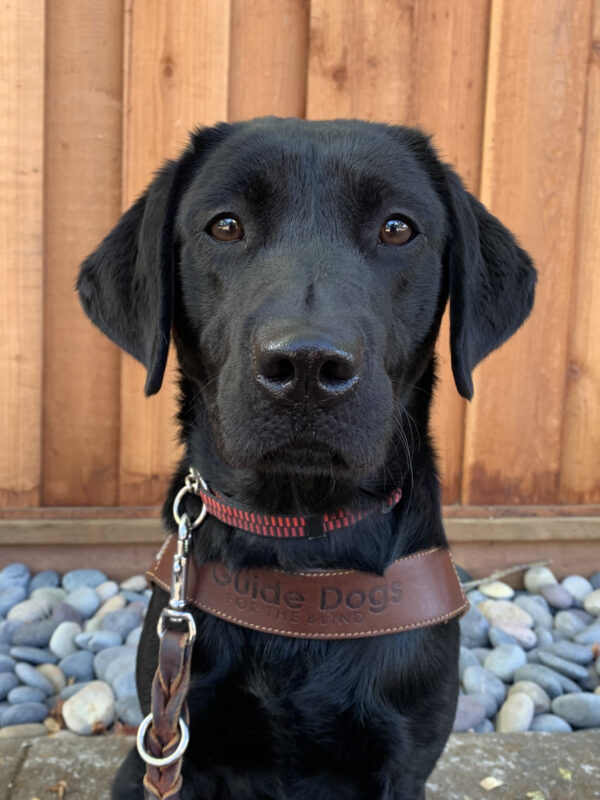 <p>A close up shot of Gabby wearing her serious face while in harness after a guide work route.</p>