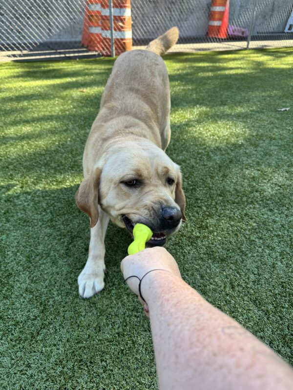 Yellow lab, Gavin, plays tug with a birght green tug toy on turf.