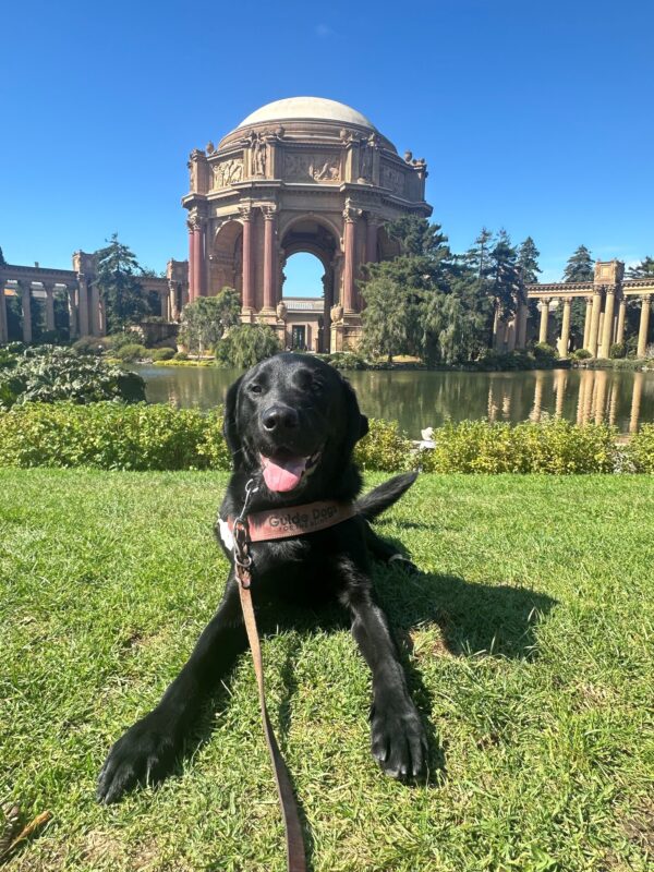 Gilligan is laying down and smiling in his guide dog harness on a grass patch in front of San Francisco’s Palace of Fine Arts.