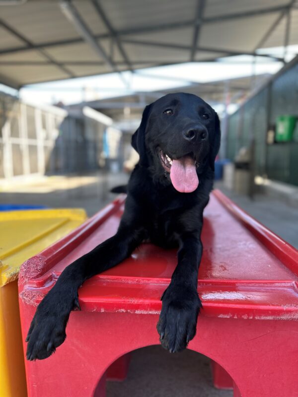 Gilligan is laying down on a red play structure in our Community Run area, with his front paws draped over the edge. He’s smiling with his tongue out.