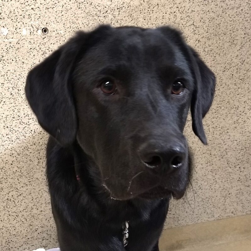 <p>Close up portrait of black lab Glen. He is looking slightly to the right of the camera. </p>