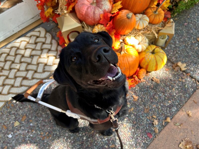 Hallmark is sitting in harness and smiling while looking up at the camera. In the background is a pumpkin display.