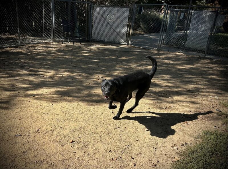 Hallmark is running around the outside paddock of our CA campus.