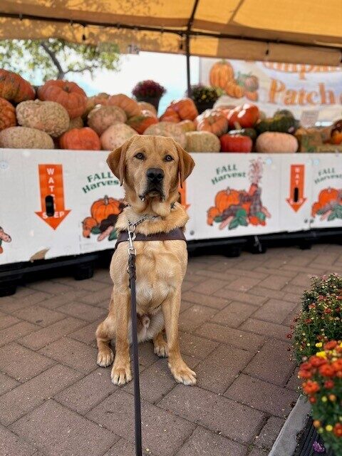Hastings is sitting and facing the camera in his harness with boxes of different sizes and colors of pumpkins behind him. There is also a sign that says Pumpkin Patch behind the boxes.