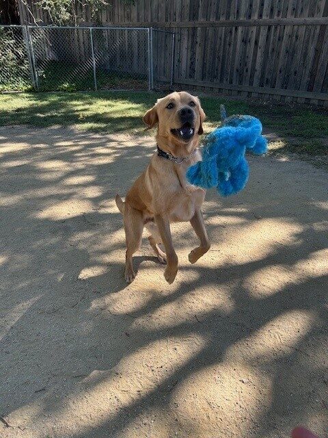 Hastings's front end is raised up mid-air and his mouth is partially open as he prepares to catch a blue soft toy this is coming through the air towards him. Behind him is some green grass and wood fencing.