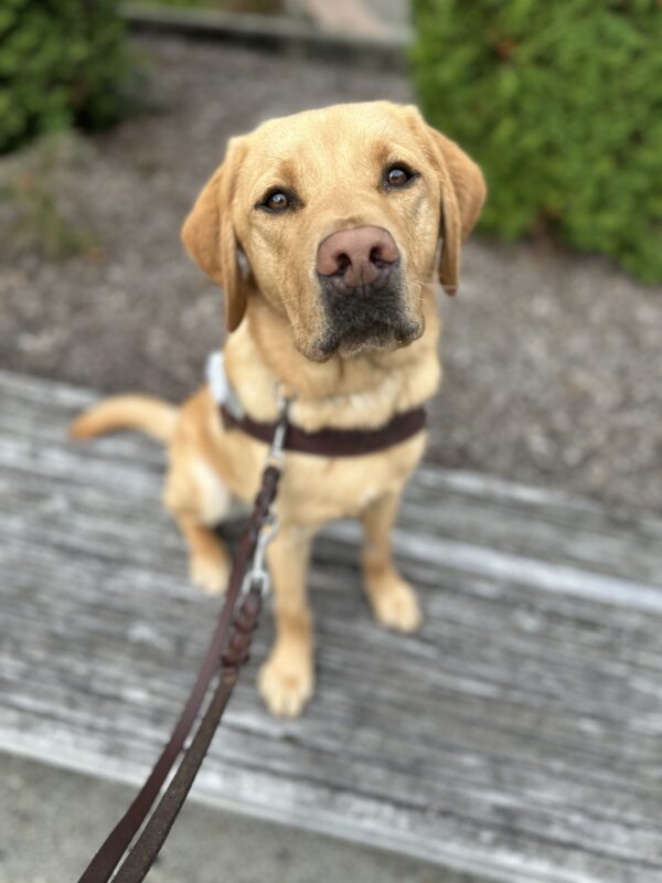 A male reddish-yellow Labrador retriever named
