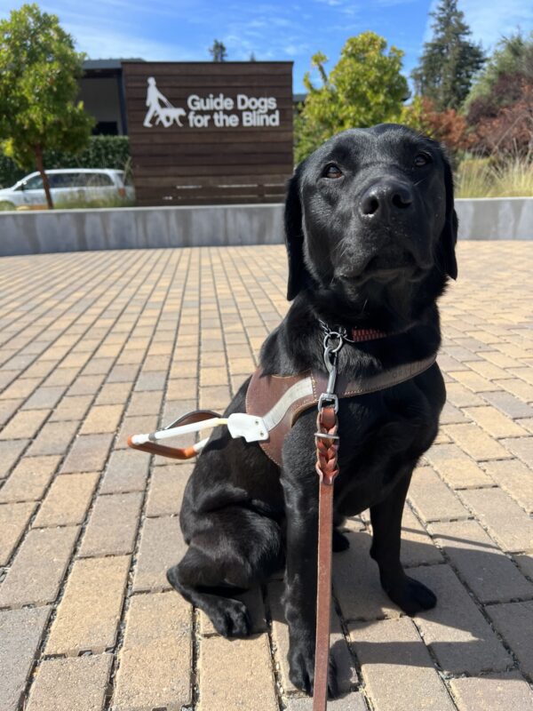 Heiress is sitting in the CA campus courtyard. She is wearing her guide dog harness and looking towards the camera. There is a wooden wall behind her that has the words 