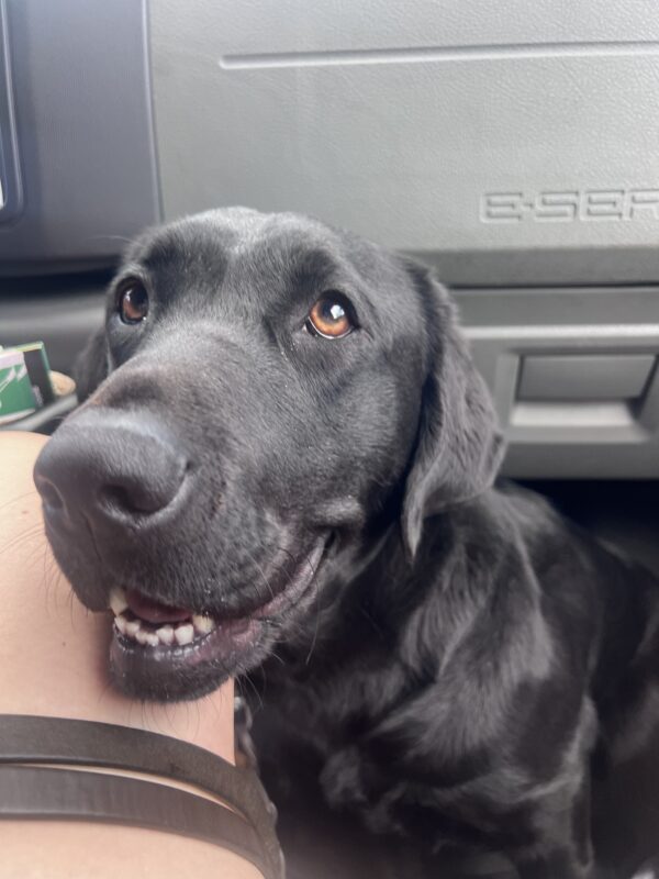 <p>Bailey looks up from her spot at her handler's feet in the passenger footwell of the training van.</p>