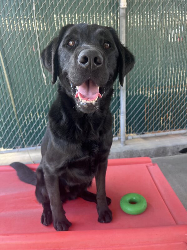 A close up shot of Rambler sitting up on a red play structure, a small rubber toy is placed next to him. He is looking directly at the camera with his mouth open wide.