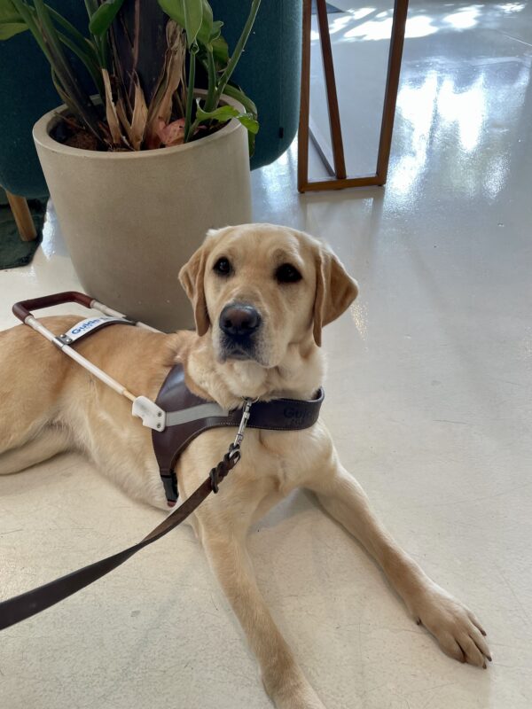 Estreya relaxes on a white tile floor in a down stay in harness at a coffee shop. The base of a a potted plant and green sofa are in the background.