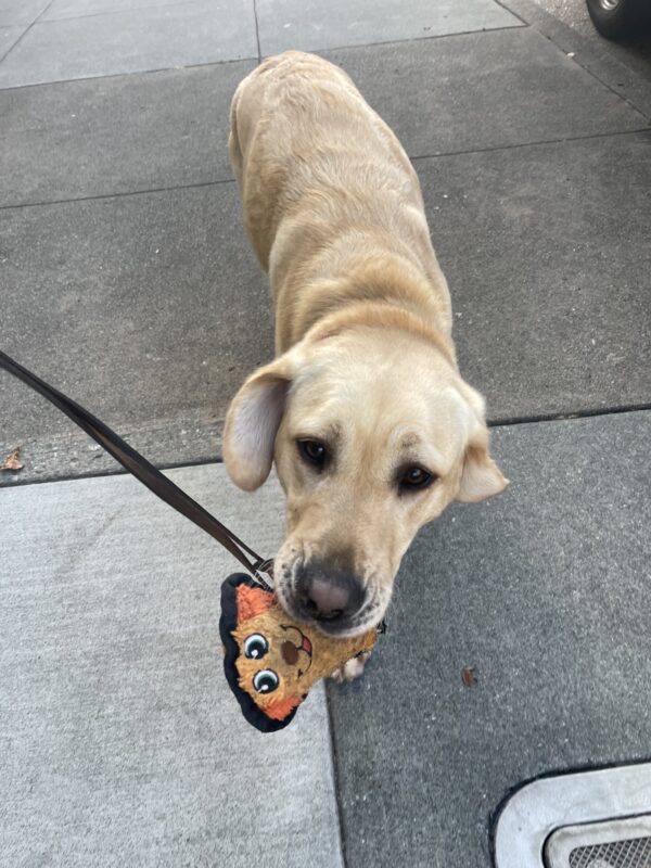 Estreya plays with a small, orange squeaky toy that she's holding in her mouth. She is looking at the camera with froo-froo ears.