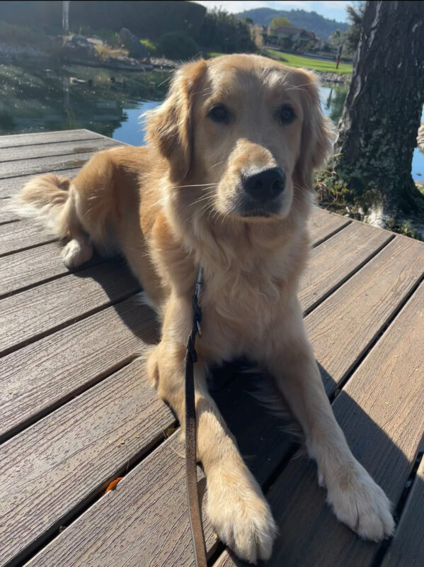 <p>Ivy lays on a wooden dock and gazes past the camera. The sun is shining and highlights her golden coat. In the background are Mallard ducks swimming in a pond. </p>