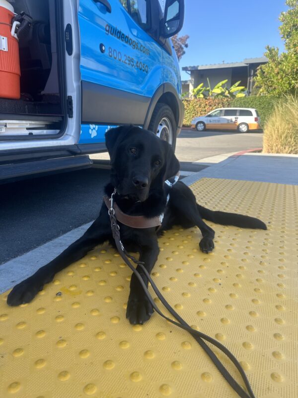 Rambler is laying down in harness on a yellow tactile map in front of a training van. His head is slightly tilted and he is looking down past the camera.