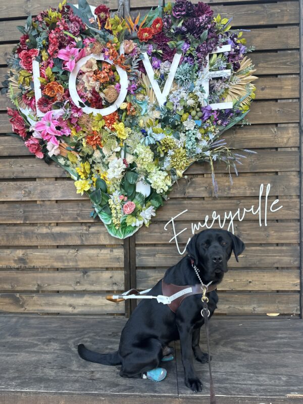 Lox sitting in harness with a heart made of flowers and 