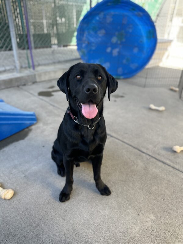 Lox sitting on cement with a blue plastic kid pool in the background. He is looking at the camera with his tongue out.