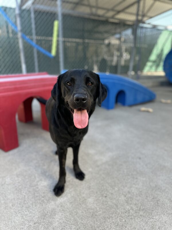 Festive looking at the camera with tongue out. There is a blue and red play structure behind her.