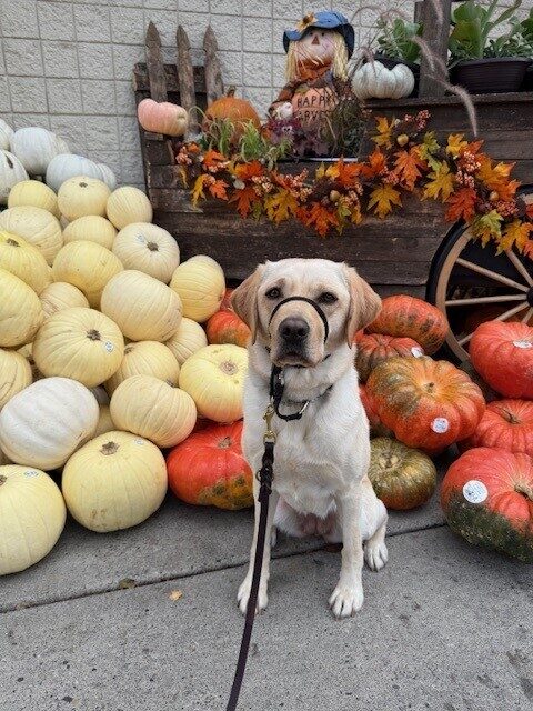 <p>Janessa is picture sitting in front of different colored pumpkins. Behind her to the right are reddish pumpkins and to the left are mostly yellow and white pumpkins. There is a brown wagon cart behind all the pumpkins with a scarecrow and fall colored leaves atop it. </p>