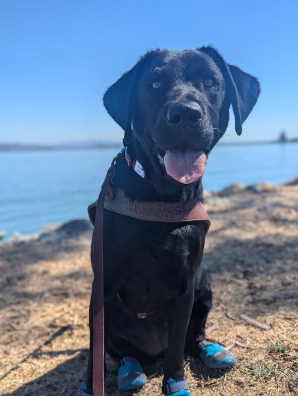 Juana sits on patchy grass in harness and four booties on her feet. She has a big smile on her face with her tongue sticking out. A large body of water can be seen on the background.