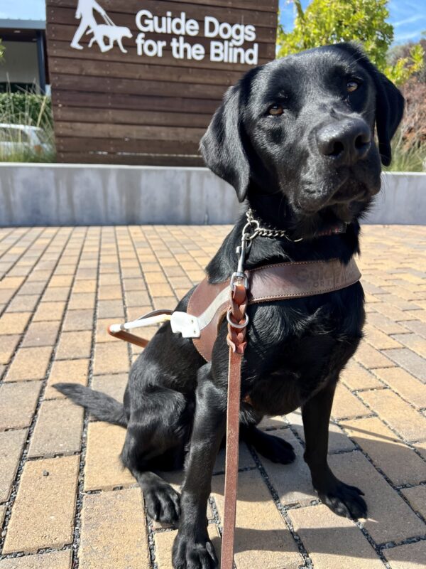 Jules is wearing her guide dog harness and sitting infront of a wooden wall with the GDB logo. She is looking into the camera and tilting her head,