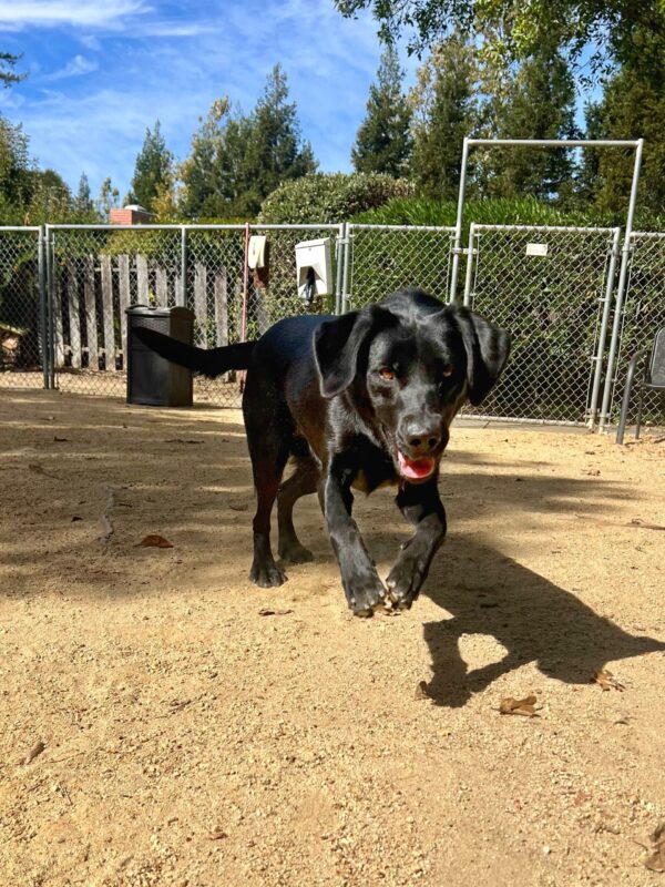 Jules is in a play yard on campus. She is leaping towards the camera.