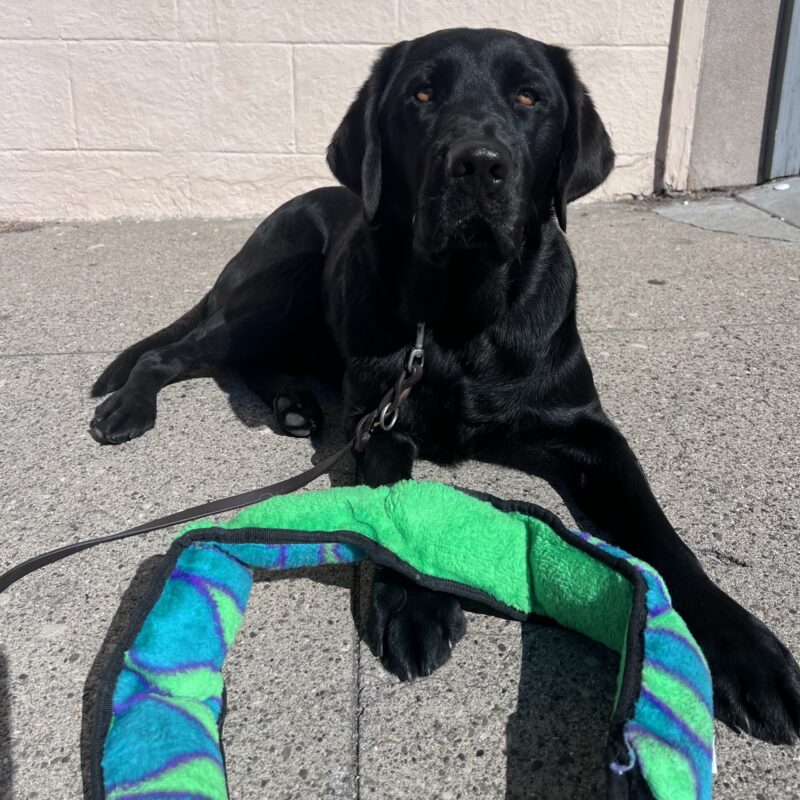 Keller is relaxing in the sun after a route. He is lying next to a colorful green toy and is gazing up at the camera.
