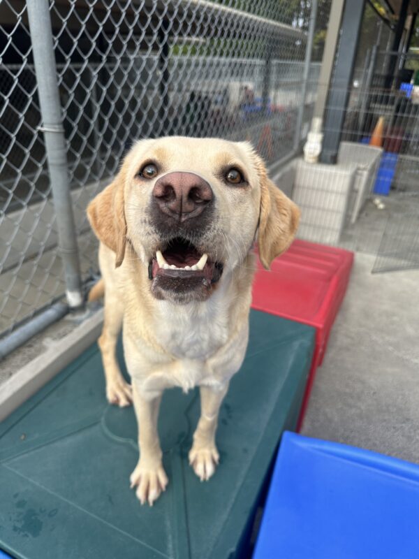 A female yellow lab named