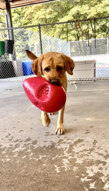 Lancer, a male yellow lab, holds a red egg-shaped Jolly Ball toy. His ears are expressive and his tail wags behind him as he runs towards the camera in one of our community run areas on the Oregon campus.