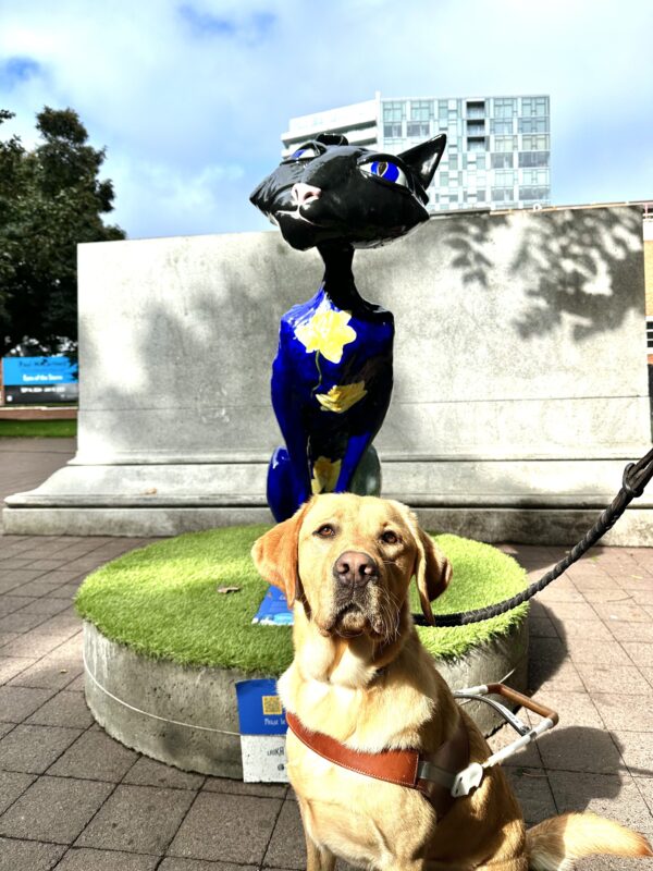 Lancer, a male yellow lab, sits in his GDB harness in front of one of Portland’s famous cat statues; a tall, skinny black cat sits behind him on a turf podium. Lancer looks up at the camera with the sun shining on his face.