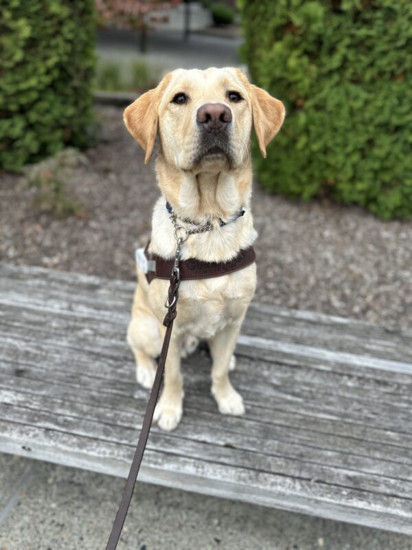 A regal male yellow Labrador named