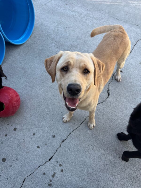 Marsha takes a break from running with her friends to check in with her handler. She stares up into the camera with her mouth parted open giving the appearance of a smile.