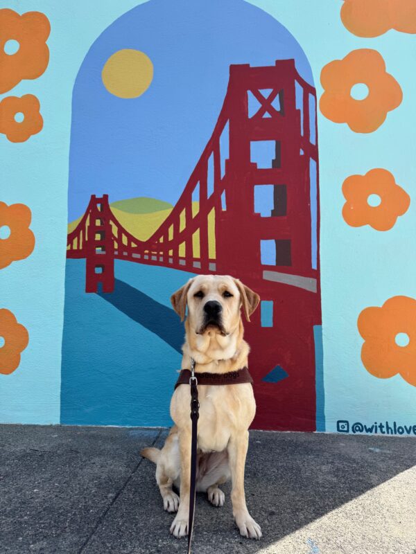 Marsha sits in harness with a serious look on her face as she stares into the camera. In the background is a painted mural of the Golden Gate Bridge.
