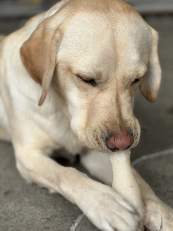 Melvin, a male yellow lab, holds a plastic bone between his two front paws while laying down. He gently chews the end of the bone with his front teeth. He lays in one of our community run areas here on the Oregon campus.